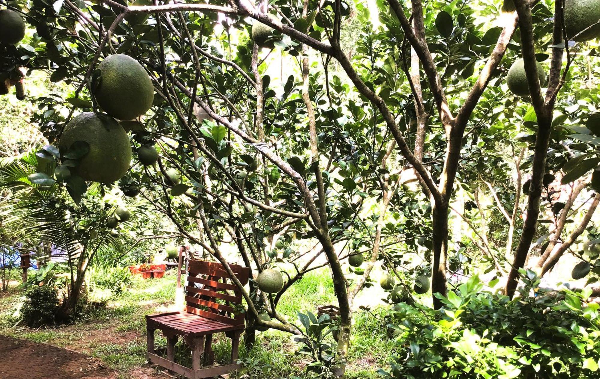 Ben Tre Farm Stay Eksteriør billede