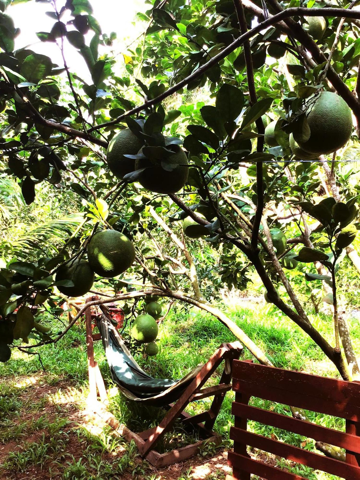 Ben Tre Farm Stay Eksteriør billede