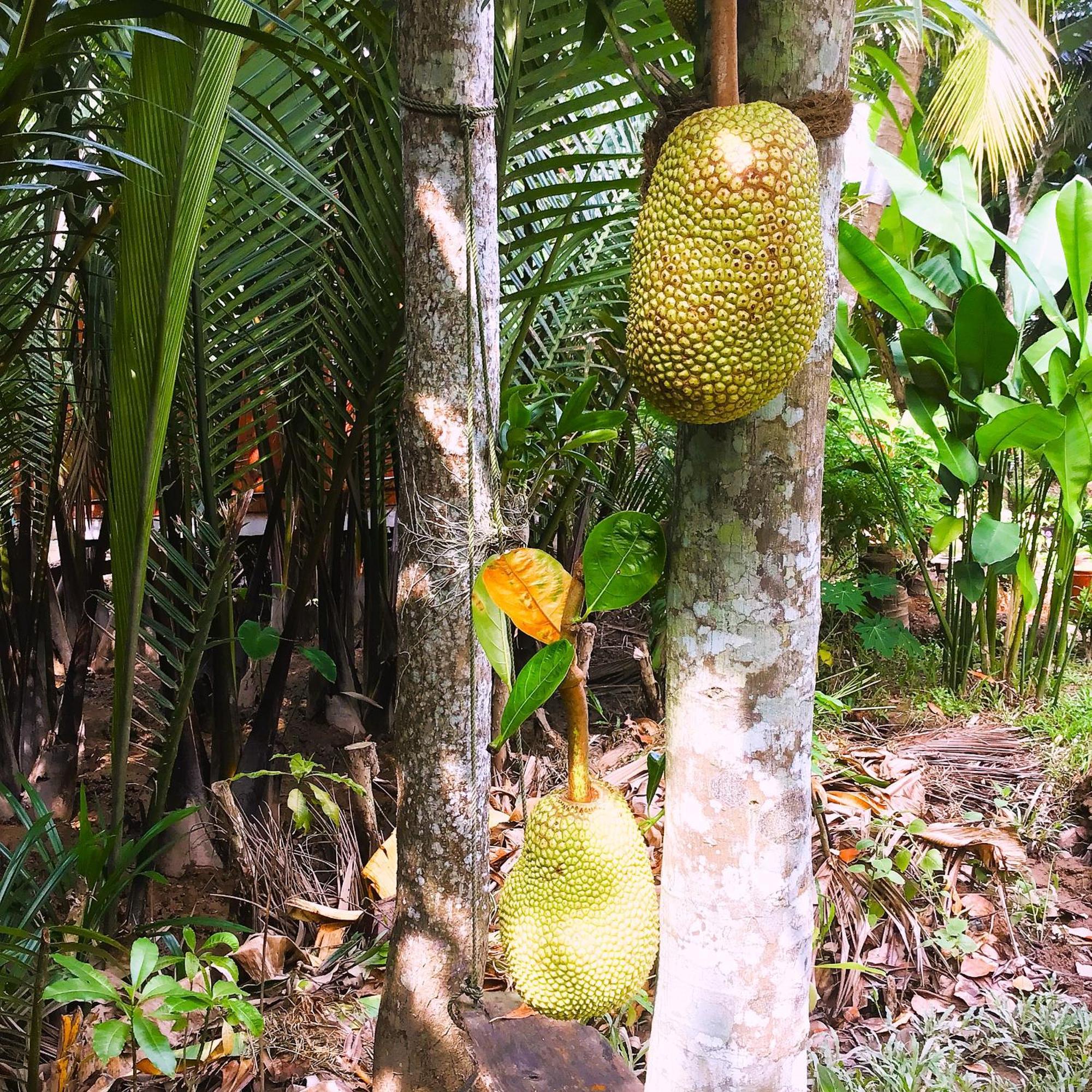 Ben Tre Farm Stay Eksteriør billede